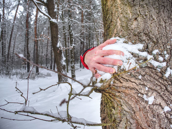 Man holds tree trunk with the frozen bark covered with fresh sticky snow. winter walk in forest.