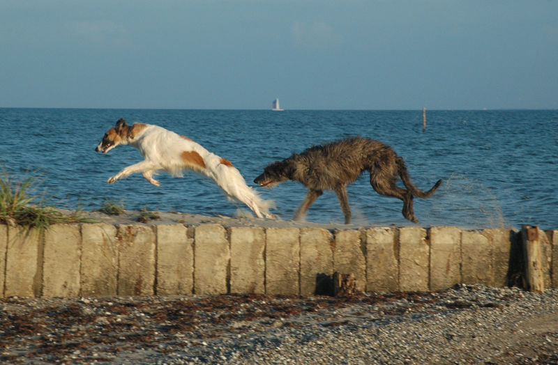 View of dog on wooden post in sea against sky