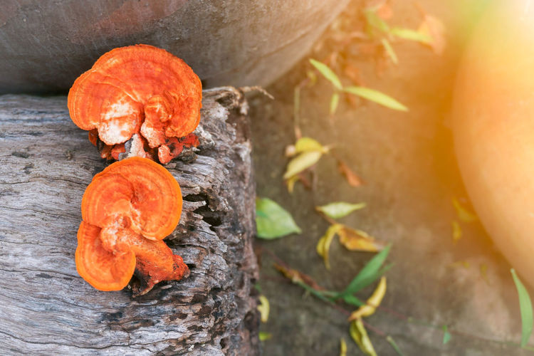 High angle view of orange mushrooms on tree trunk