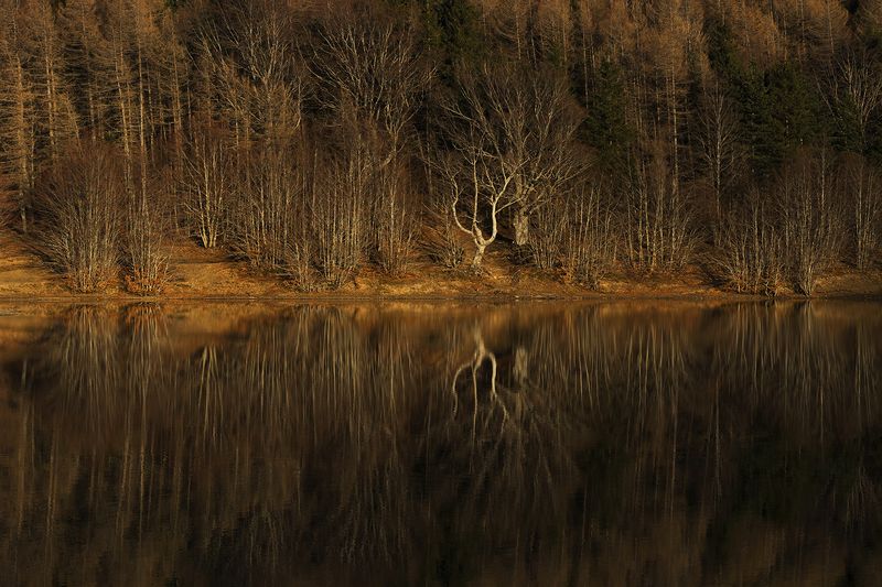 Reflection of trees in lake in winter 