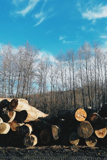 Stack of logs in forest