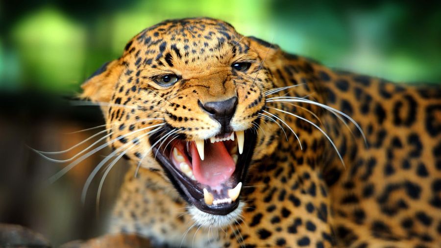 Close-up of an aggressive jaguar