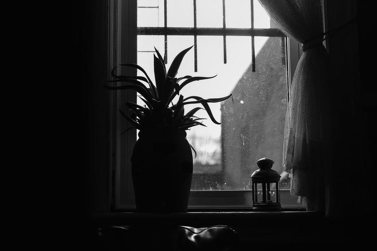 Silhouette potted plant on window sill