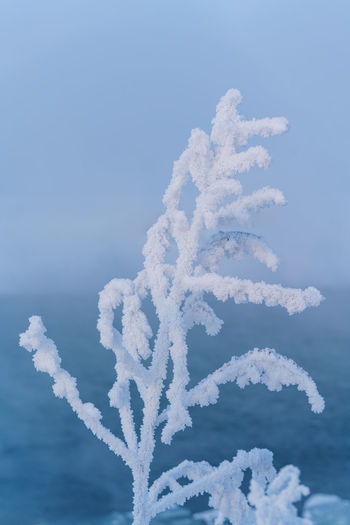 Close-up of frozen tree against blue sky