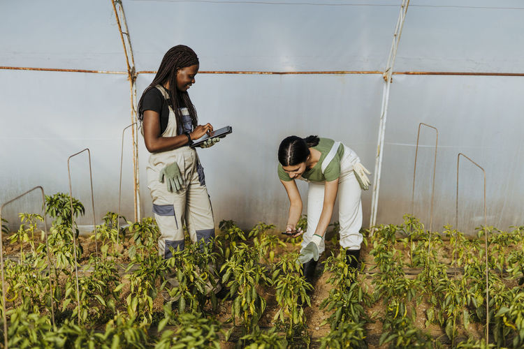 Young female farmer photographing crops near coworker using digital tablet at greenhouse