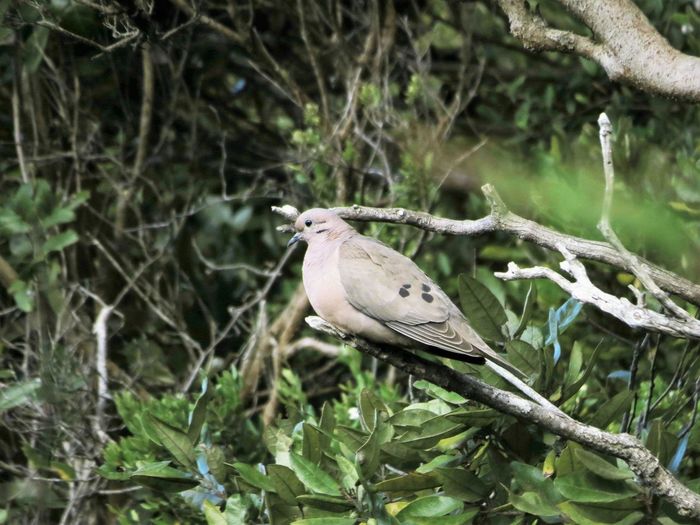 Close-up of mourning dove perching on branch