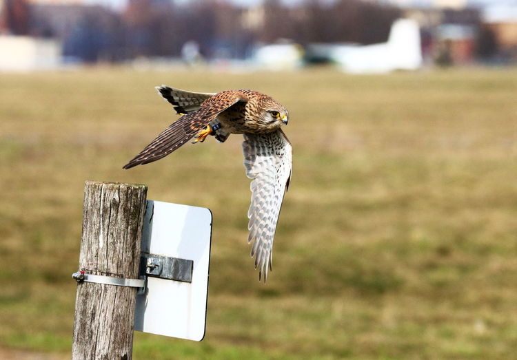 Bird flying over a wooden post