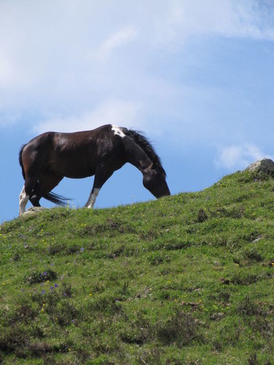 Low angle view of grassy field against sky