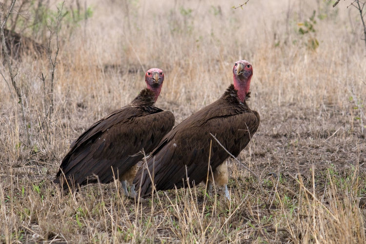 Lappet-faced vultures perching on field