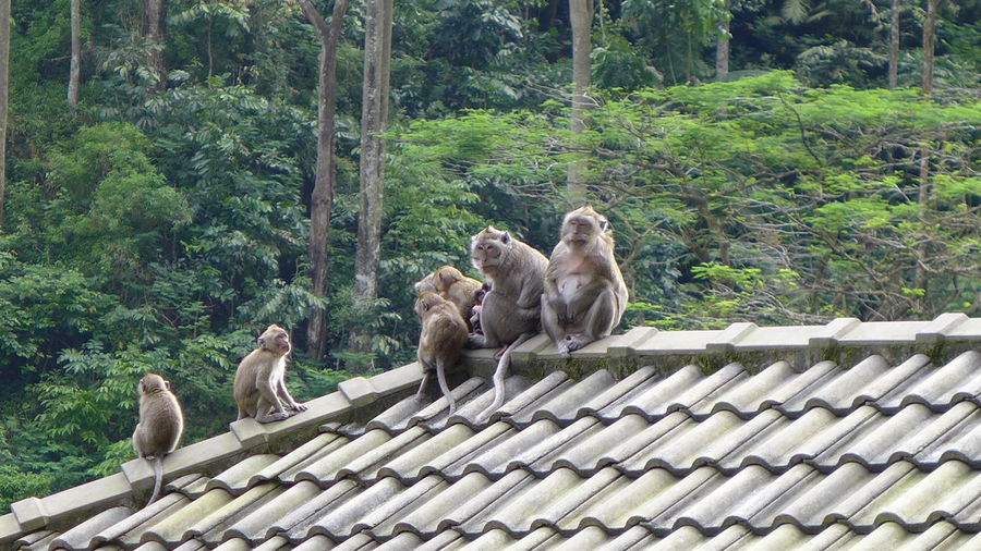 Monkeys on a forest