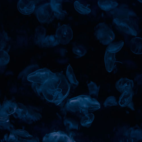 Close-up of jellyfish against black background