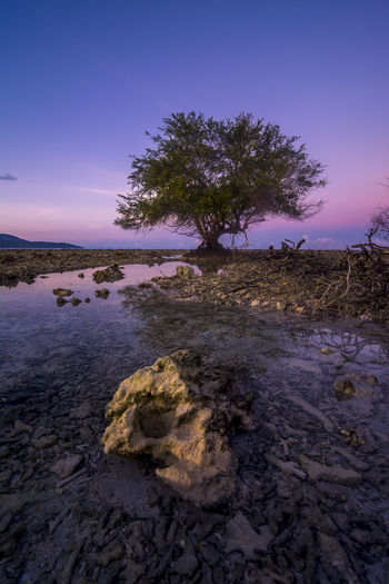 Tree on rock against sky during sunset