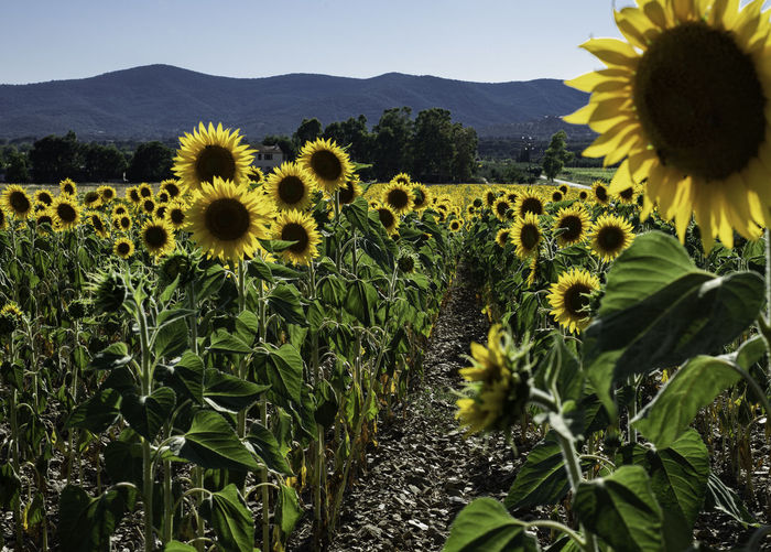 Scenicsunflower field in tuscany, italy, at sunset