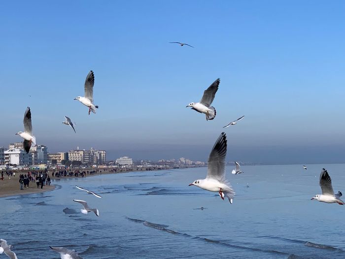 Seagulls flying over sea against clear sky