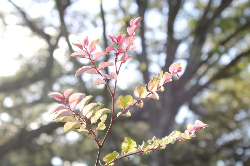 Close-up of pink flowers