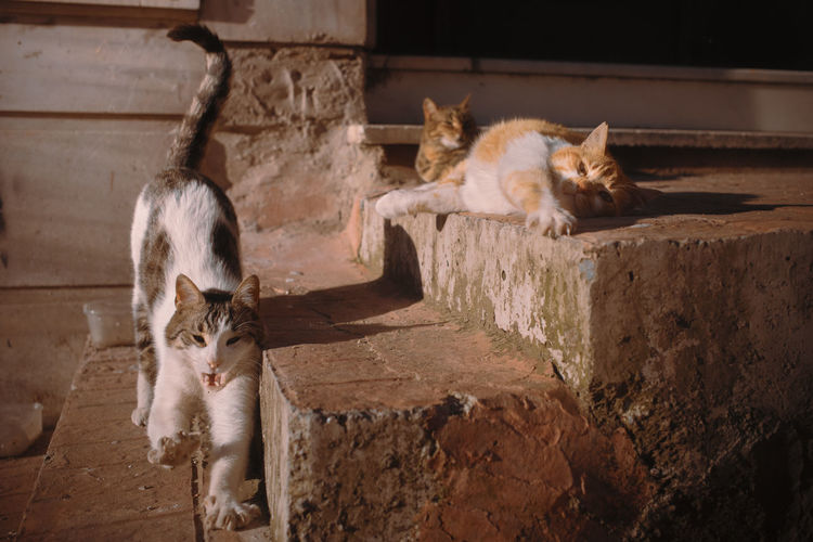 Cats relaxing against wall