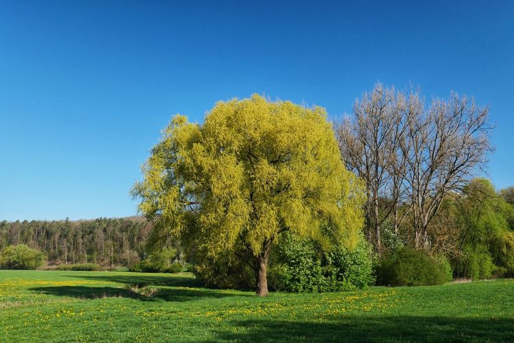 Trees growing on field against clear sky