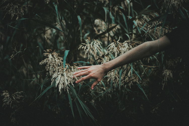Cropped image of hand touching plants