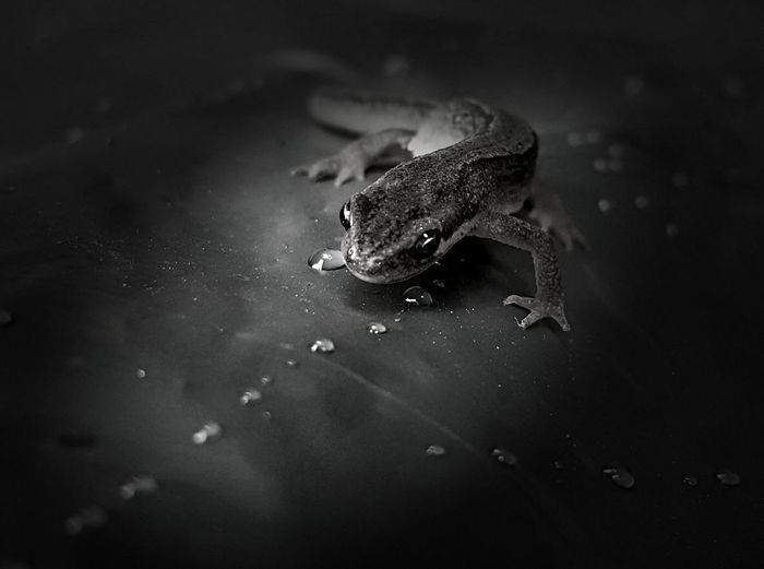 High angle view of frog on water