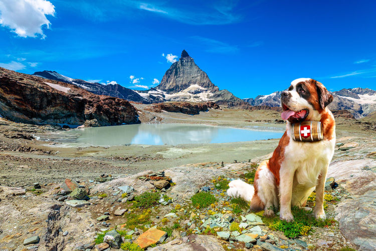 View of a dog on mountain against the sky