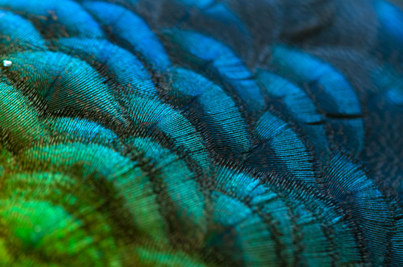 Close-up of the peacock feathers .macro blue feather, feather, bird, animal. macro photograph.