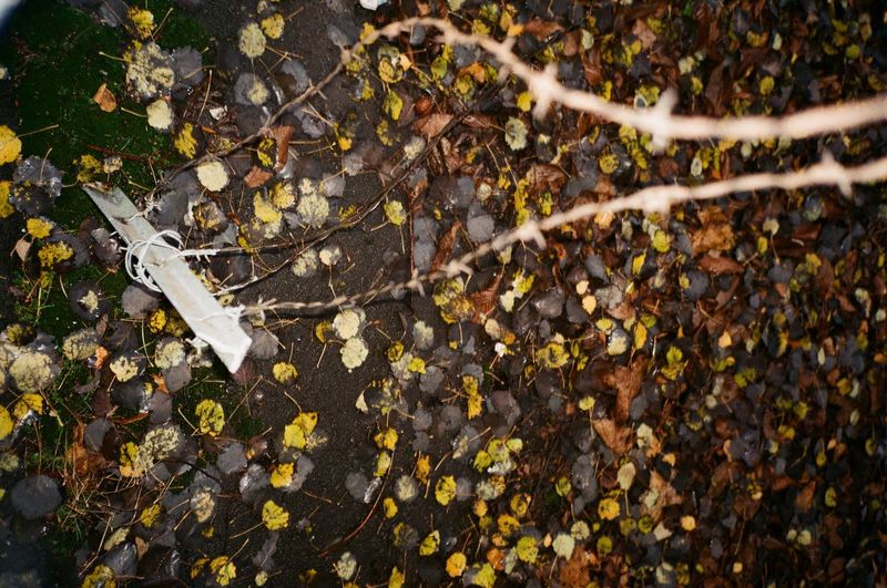 High angle view of autumn leaves on land