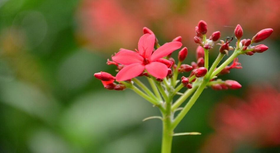Close-up of pink flower