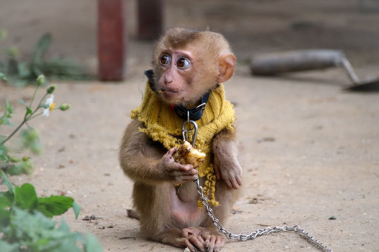 Chained up baby monkey