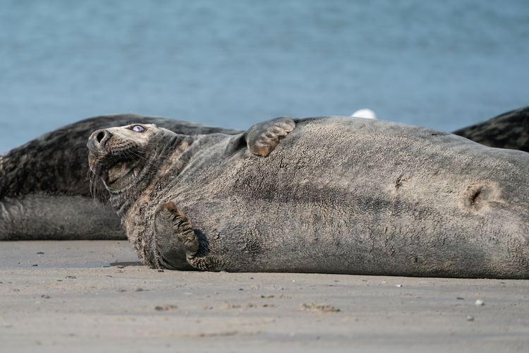 Close-up of an animal resting on beach