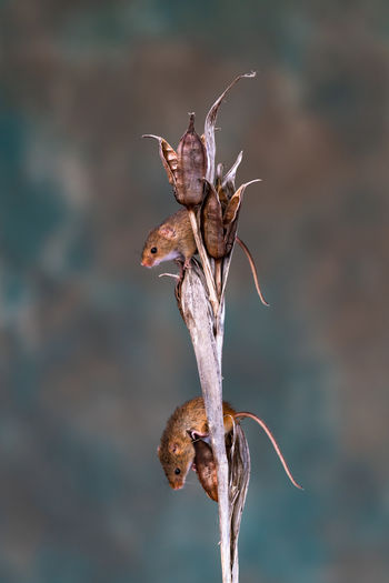 Eurasian harvest mouse micromys minutus on dry plant