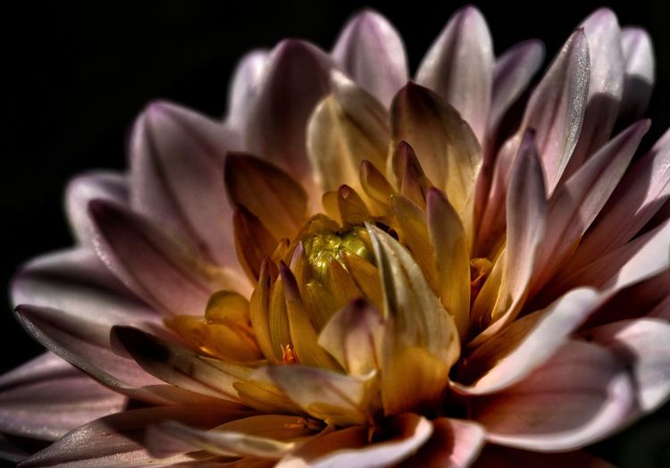 Close-up of flowering plant against black background
