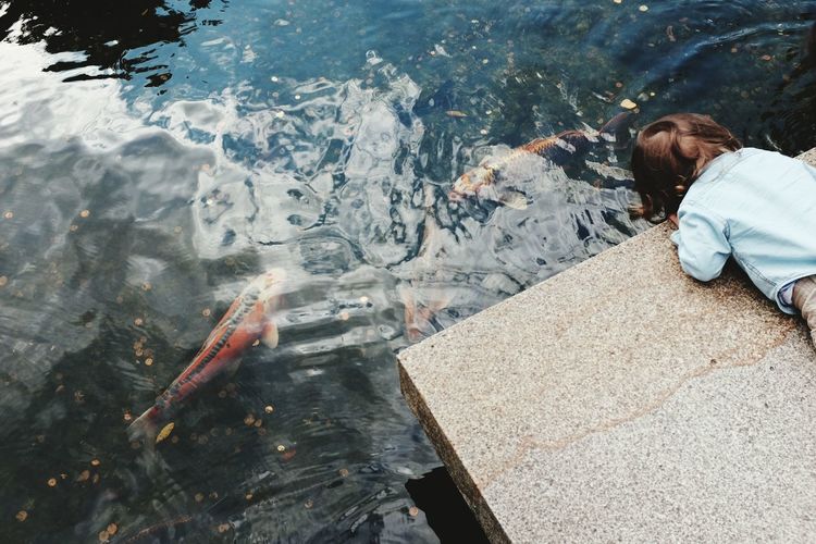 High angle view of boy looking at koi carps in pond