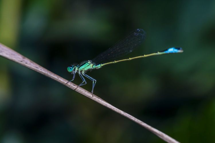 Close-up photo of a damselfly resting in the shade