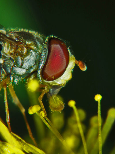 Extreme close-up of hoverfly on pollens