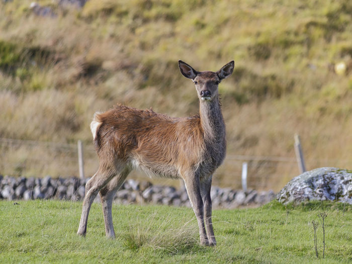 Red deer range, galloway forest park, castle douglas, newton more, dumfries and galloway, scotland