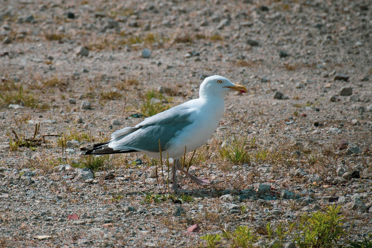 Side view of seagull perching on land