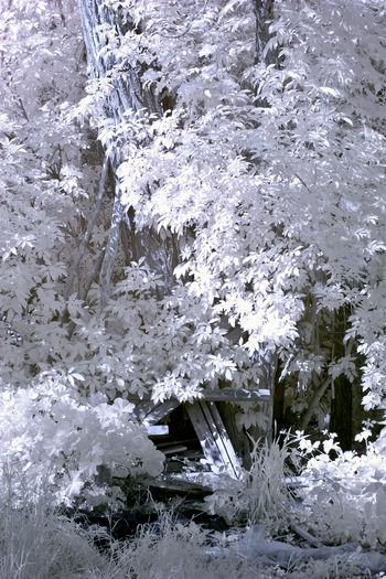 Snow covered plants against trees