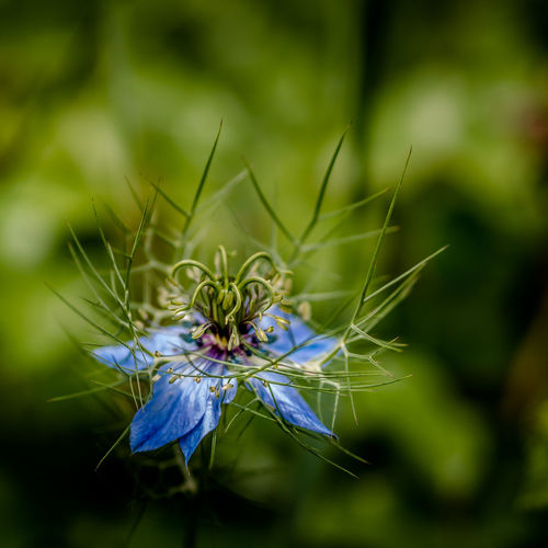 Close-up of nigella flower blooming outdoors