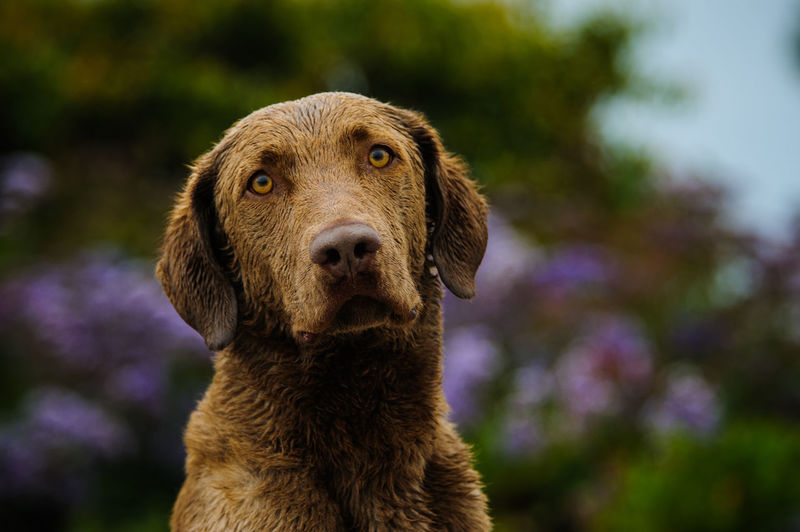 Portrait of chesapeake bay retriever