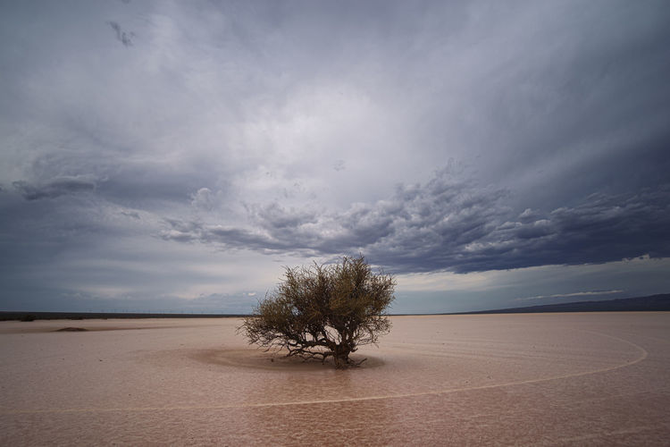 Tree on sand in desert against sky