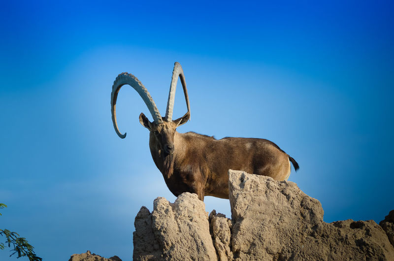 Low angle view of ibex standing on cliff against blue sky