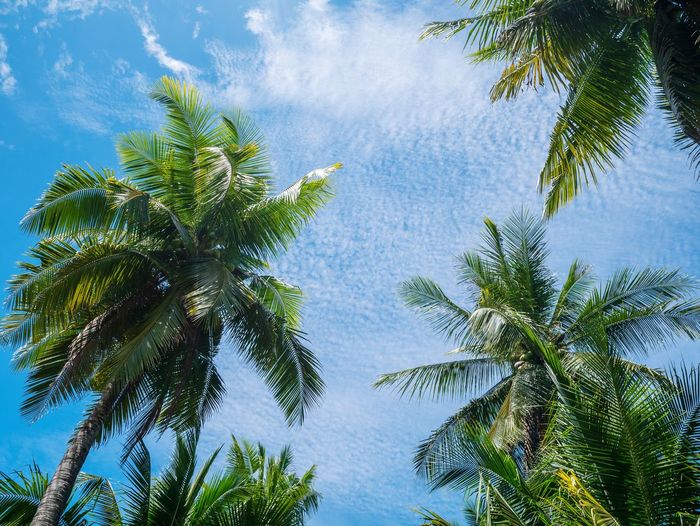 Low angle view of coconut palm trees growing against sky