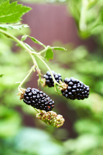 Close-up of blackberries on plant