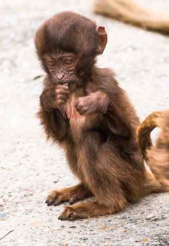 Close-up of monkey sitting outdoors