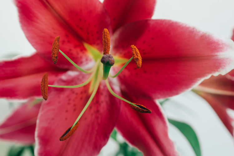 Close-up of pink flower