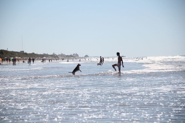Dog playing with his owner on the beach, in the water.