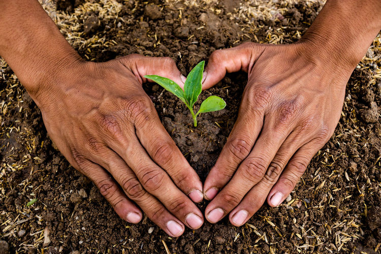 Cropped hands of person sapling plants outdoors