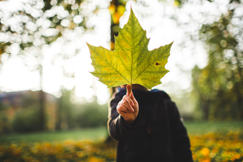 Boy holding maple leaf while standing in park