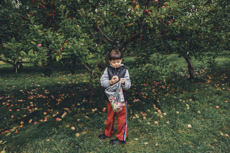 Full length of cute boy holding apples in plastic bag at orchard
