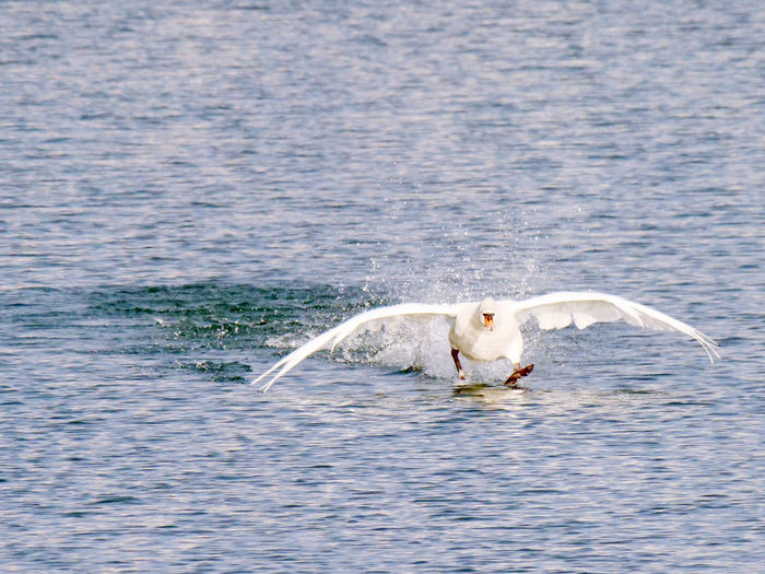 View of seagull swimming in sea